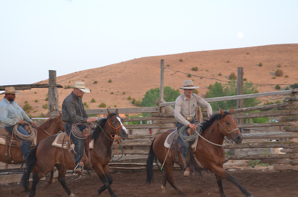 Cattle Drive Vacations in Montana Dryhead Ranch