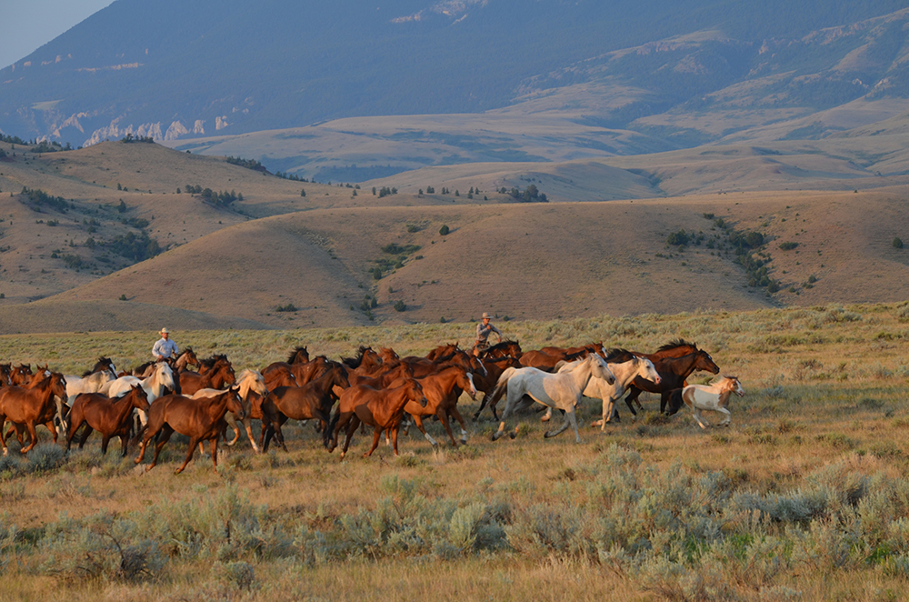 Cattle Drive Vacation Dates & Rates Dryhead Ranch
