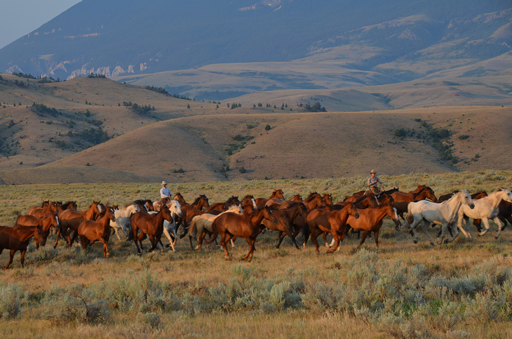 Cattle Drive Vacations in Montana Dryhead Ranch