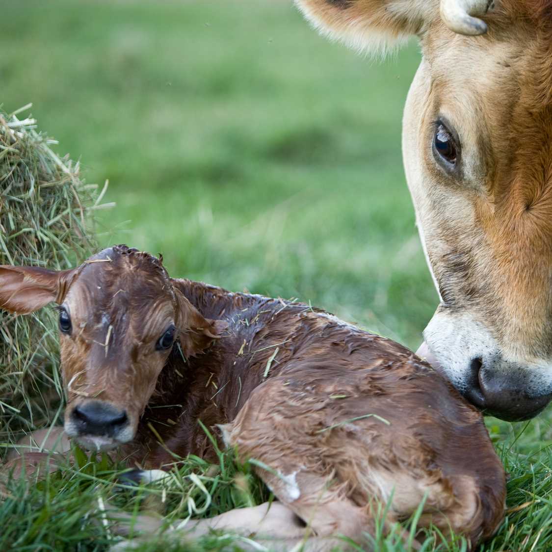 Pregnancy and Labor in Cows for Sale Cattlemen's Livestock Auction