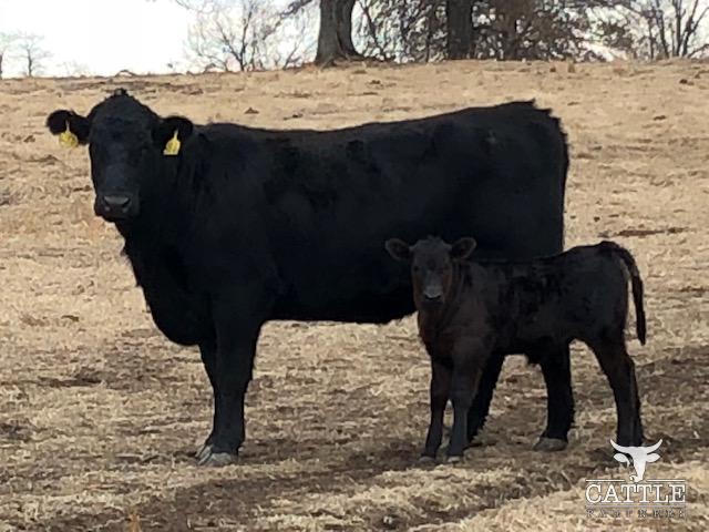 Fancy Angus and Black Baldy Pairs Angus Cow & Calf Pairs For Sale