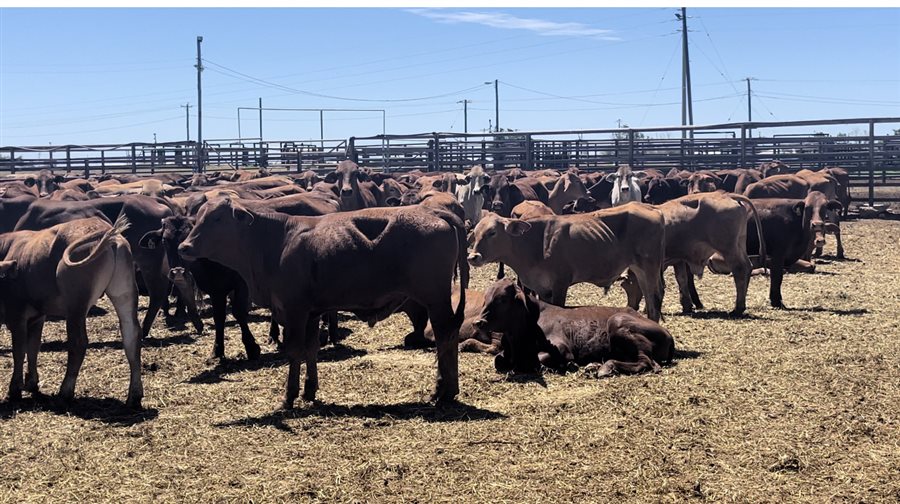 515 Droughtmaster X Steers Listing Cattlesales