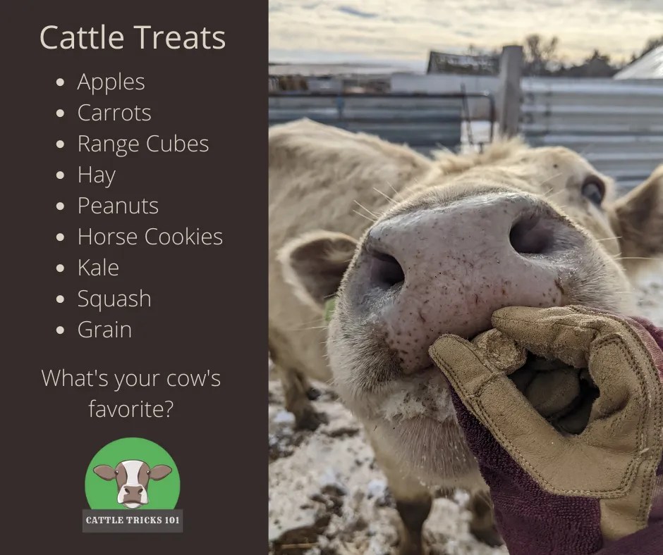 Cattle Treats Cattle Tricks 101