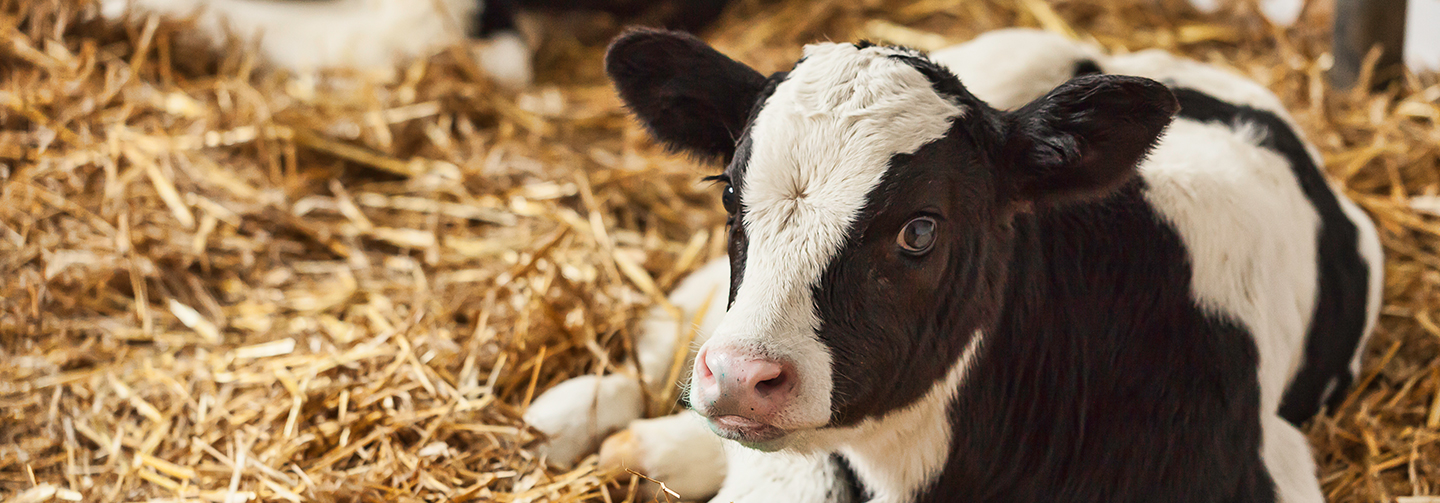 Keeping Your Herd Comfortable During Calving Cattle Welfare