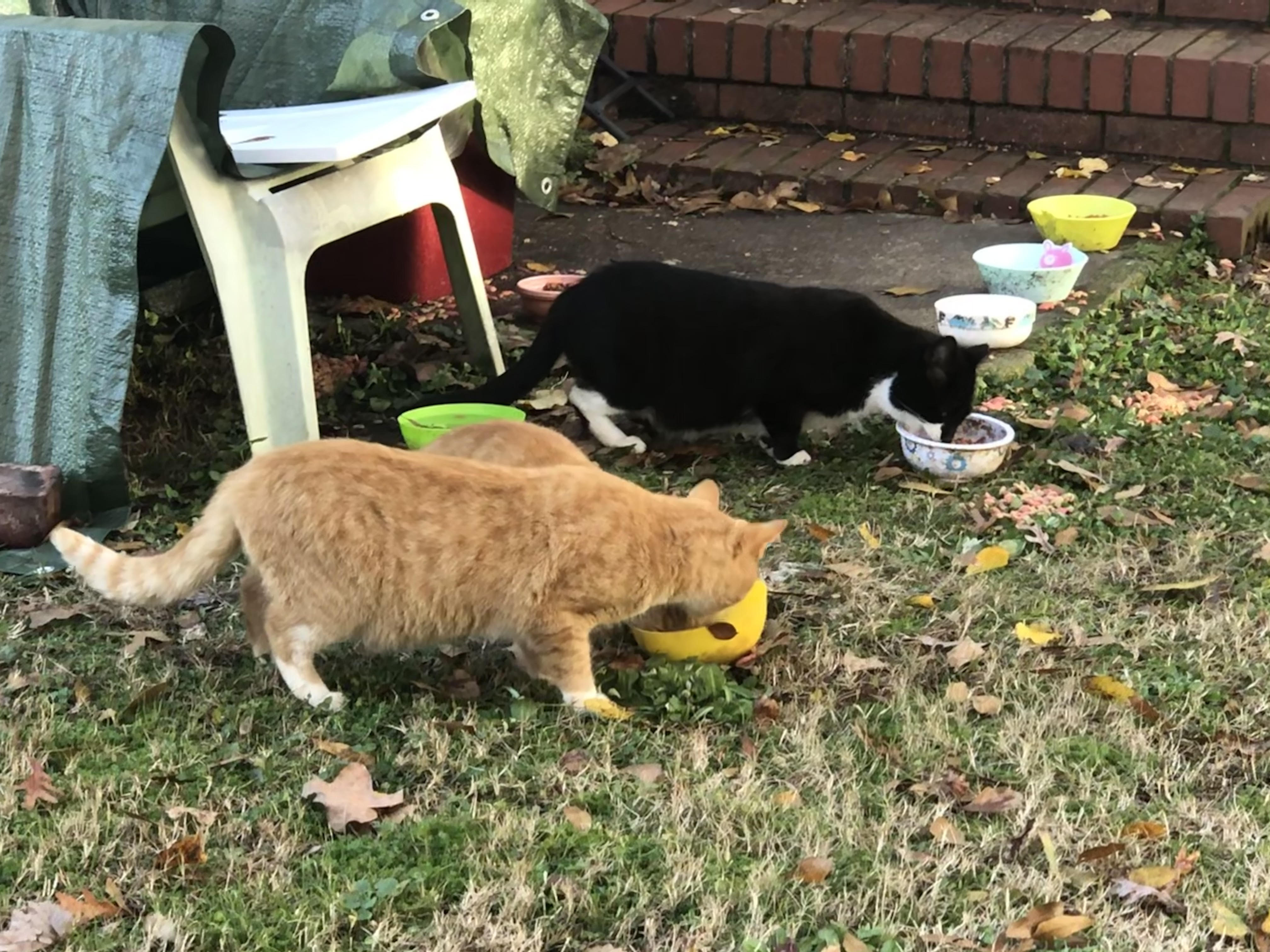 Cat Trap Depot A donationbased humane cat trap rental program for