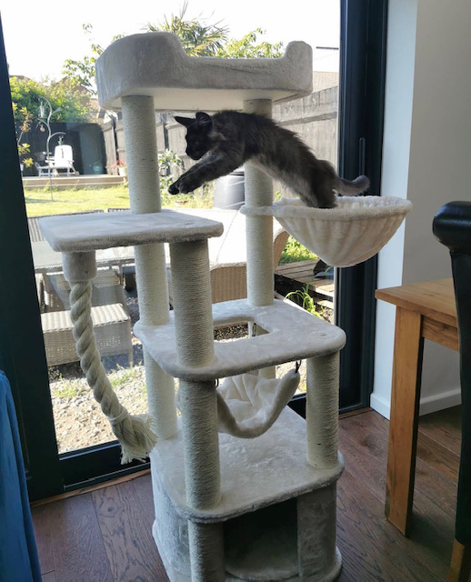 Ragdoll Zada Cat Tree LOWEST PRICES GUARANTEED FREE DELIVERY