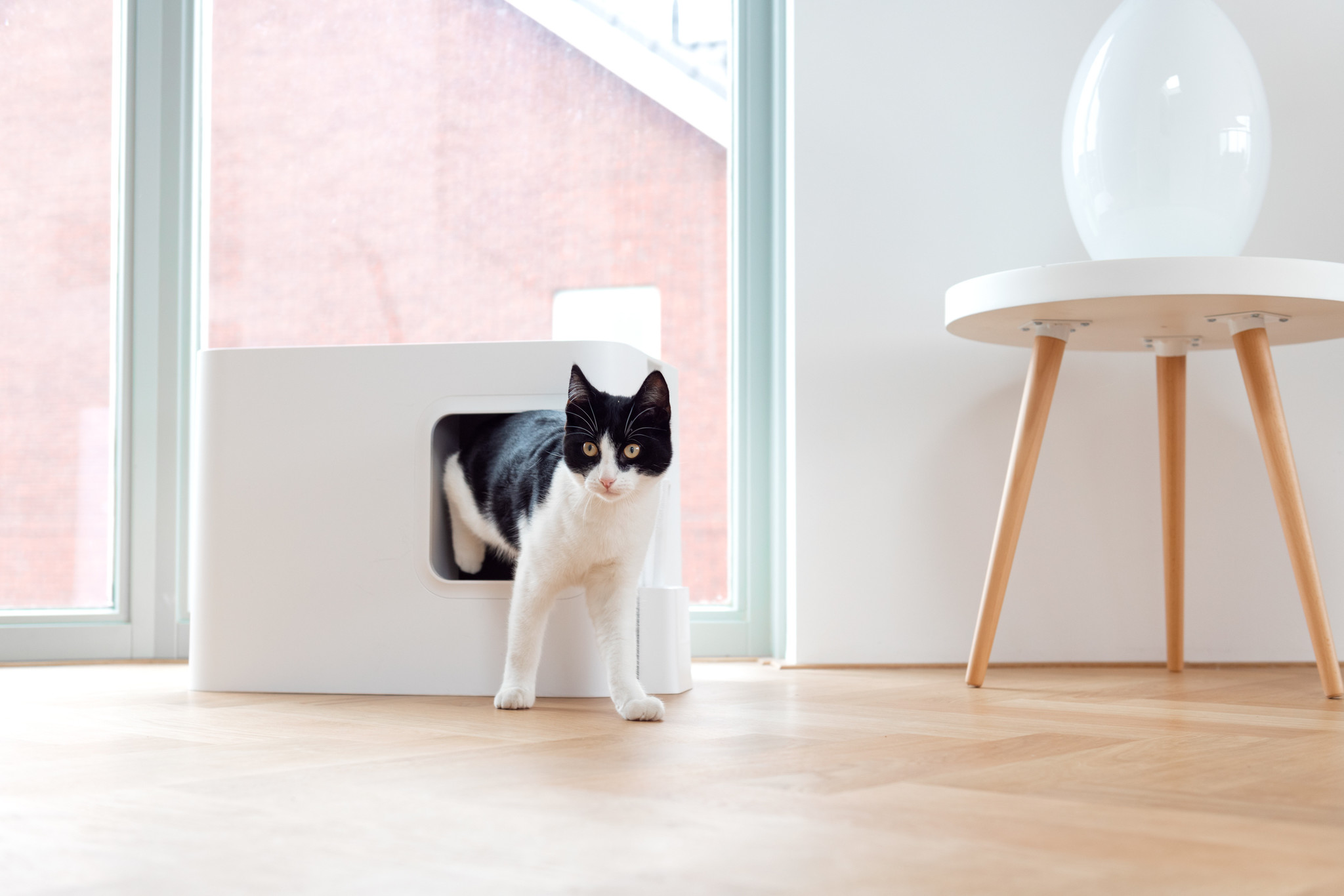 Hoopo® Dome Cat Litter Box (White) LOWEST PRICES GUARANTEED FREE