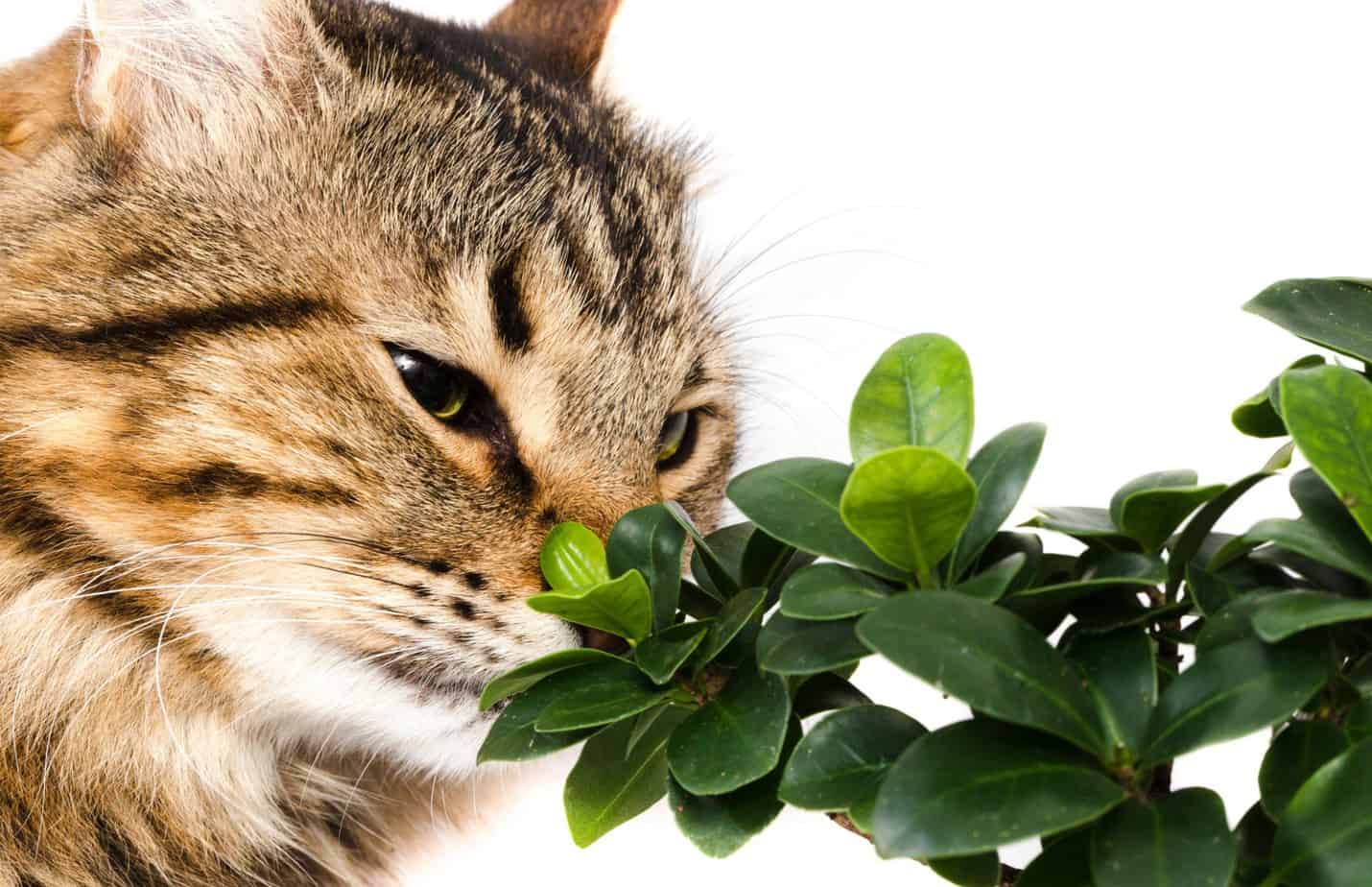 Are bonsai trees poisonous to cats ? Cat Tree UK