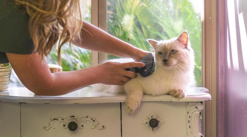 The Differences Between Cat Boarding and Cat Sitting Cat Utopia