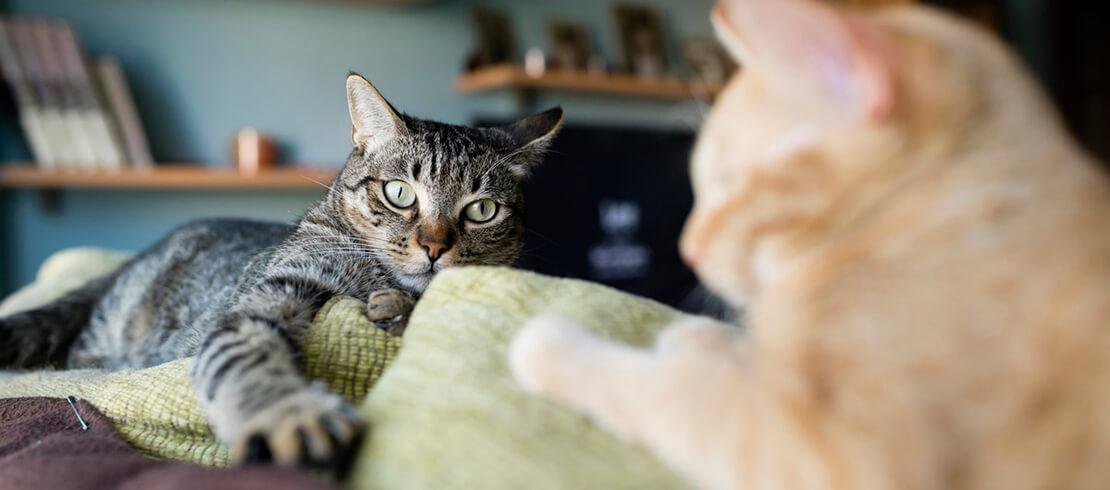 Cat Spay Surgery Cat Vet Info