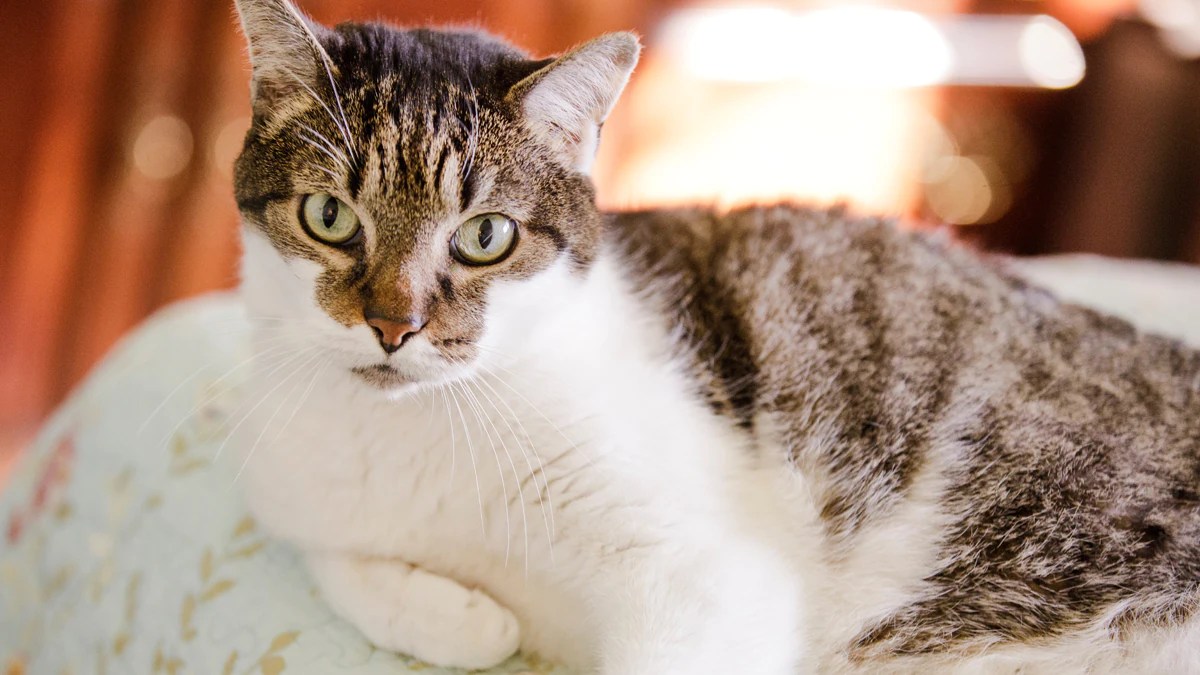 Cat Insurance For Indoor Cats Cat Vet Info