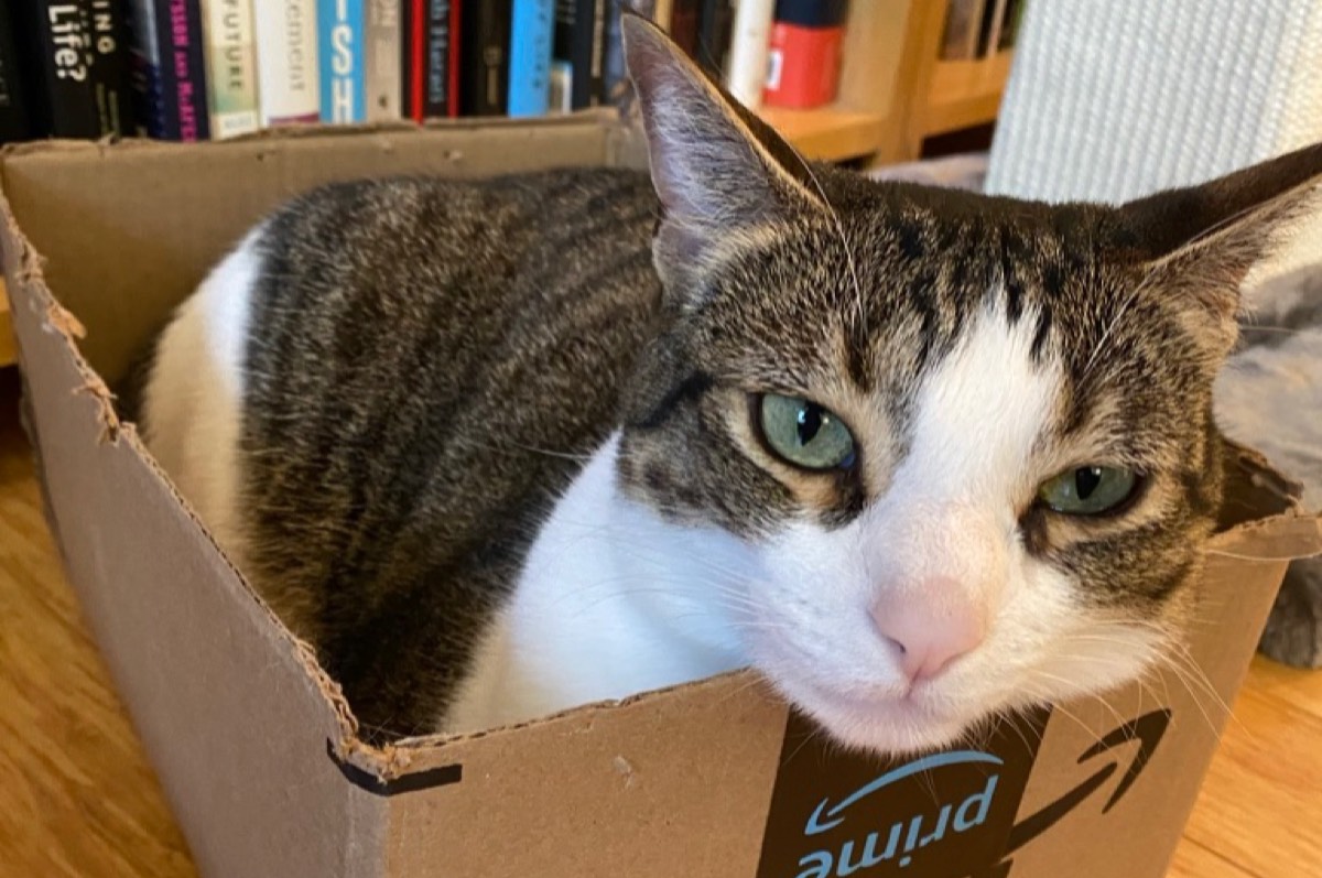 Why Do Cats Like Being In Boxes? Cat Vet Info