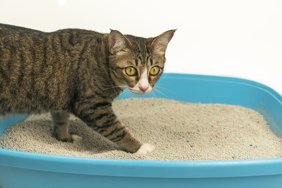 Why Do Cats Cover Up Their Poop and Pee? Cat Vet Info