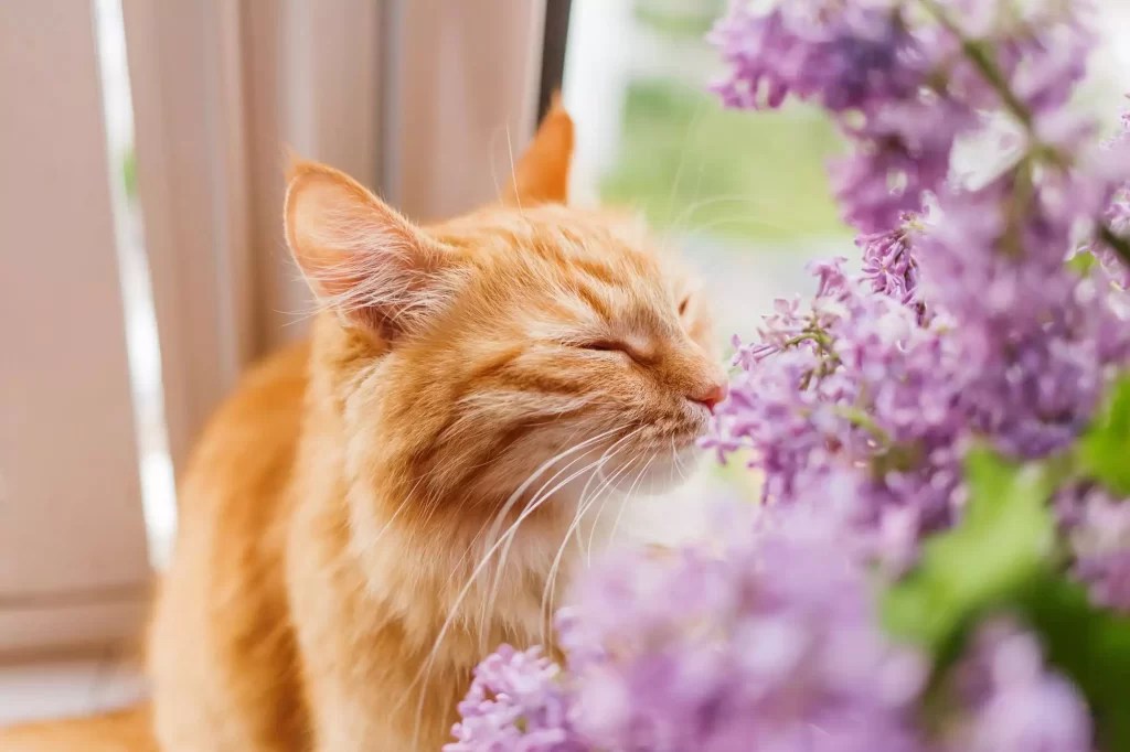 Are Lilacs Poisonous to Cats? Cat Vet Info