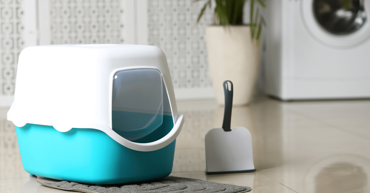 My Favorite Litter Box Accessories Large and Small! CatVetLife