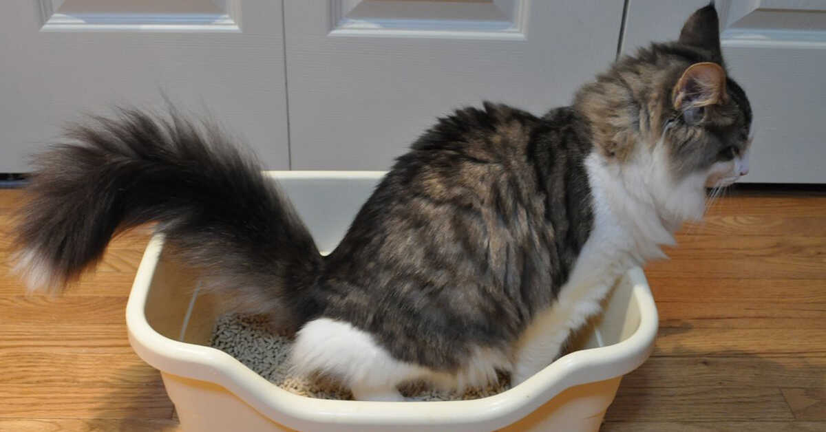 How do You Train Cats to Use a Litter Box Cat potty training