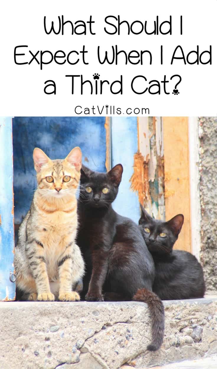What Should I Expect When I Add a Third Cat? CatVills