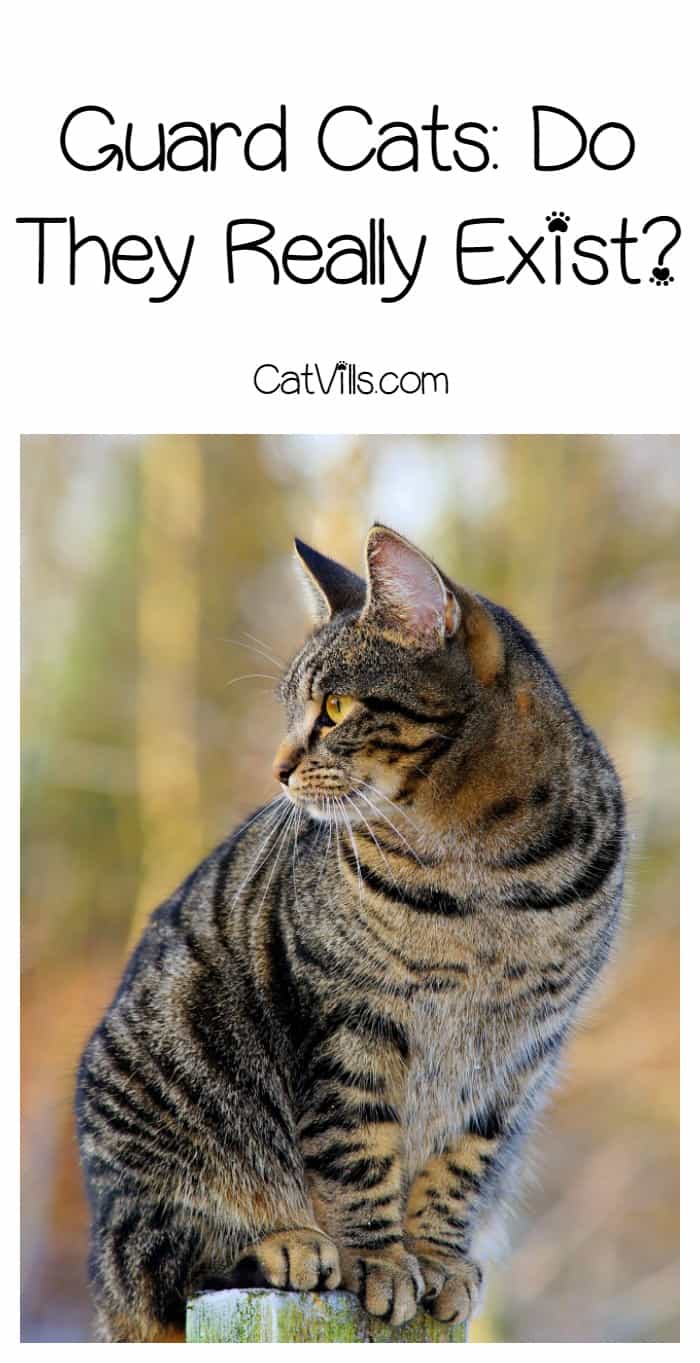 Will Your Kitty Turn Into a Guard Cat When You're In Danger? CatVills