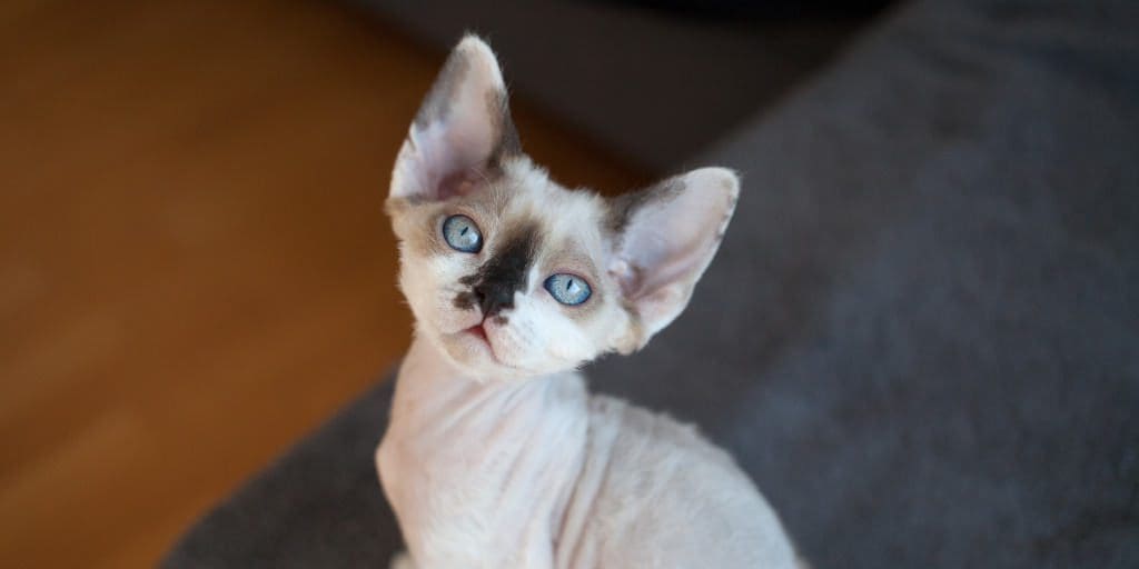 7 BigEared Cat Breeds to Steal Your Heart