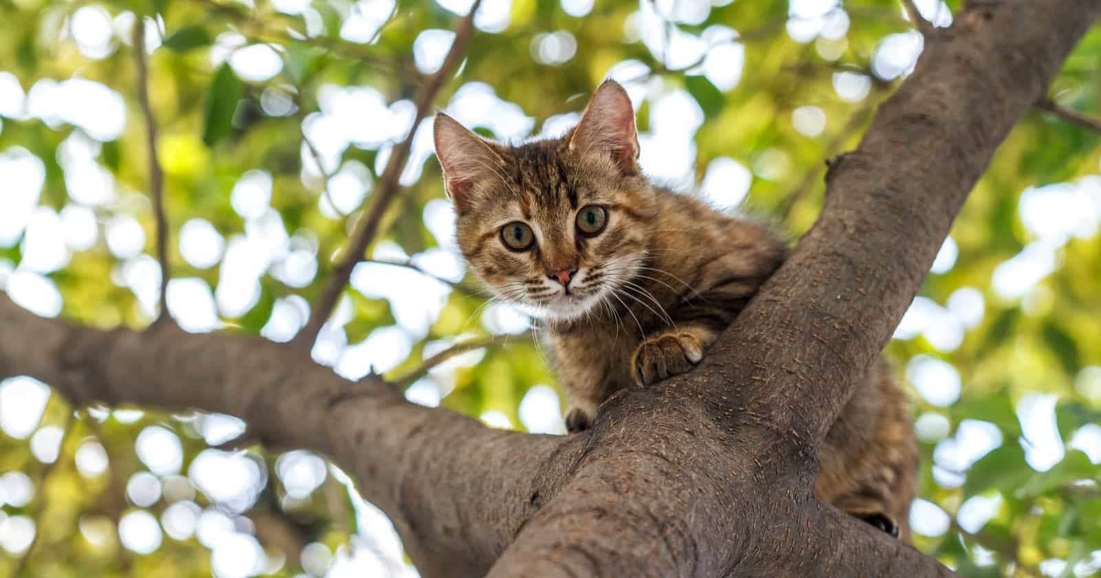 7 Rustic Cat Trees That Fit Right in With Your Farmhouse Decor