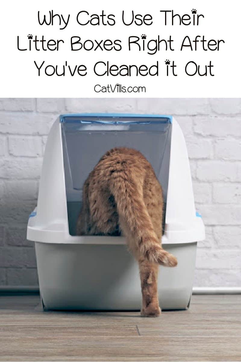 Why Does My Cat Use His Litter Box Right After I've Cleaned It? CatVills