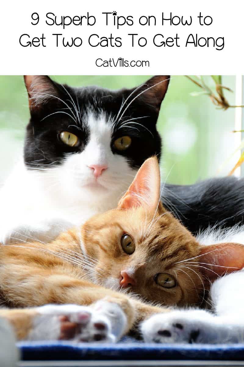 9 Superb Tips on How To Get Cats To Get Along