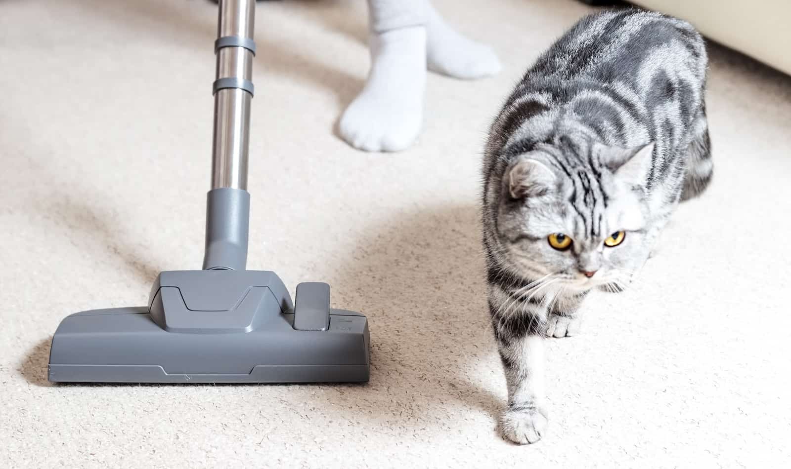 18 Best Vacuums for Cat Litter (2024 Reviews)