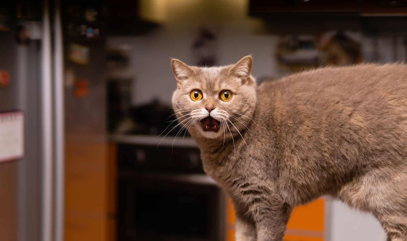 7 Tips and Tricks on How To Quiet a Talkative Cat CatVills