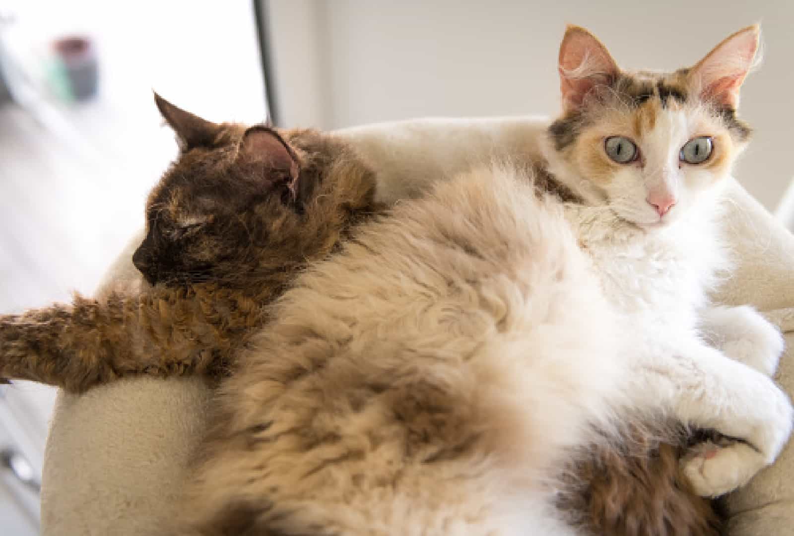 10 Cat breeds with Thick Tails You Should Know About