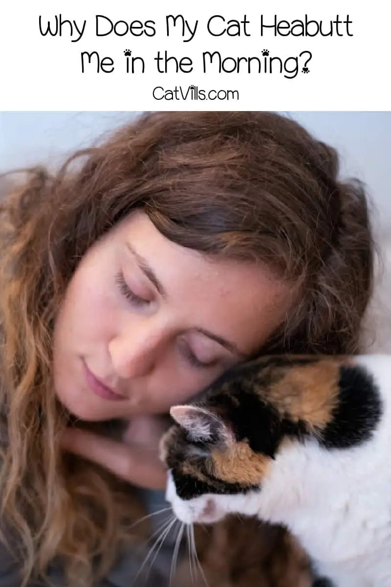 Why Does My Cat Headbutt Me? 10 Most Common Reasons