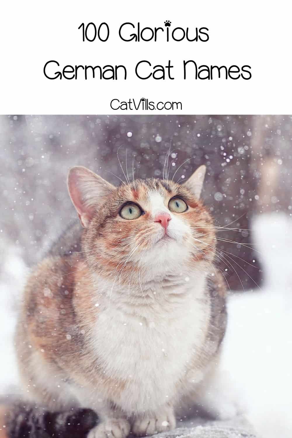 100 German Cat Names Unique and Adorable Picks for Your Cat
