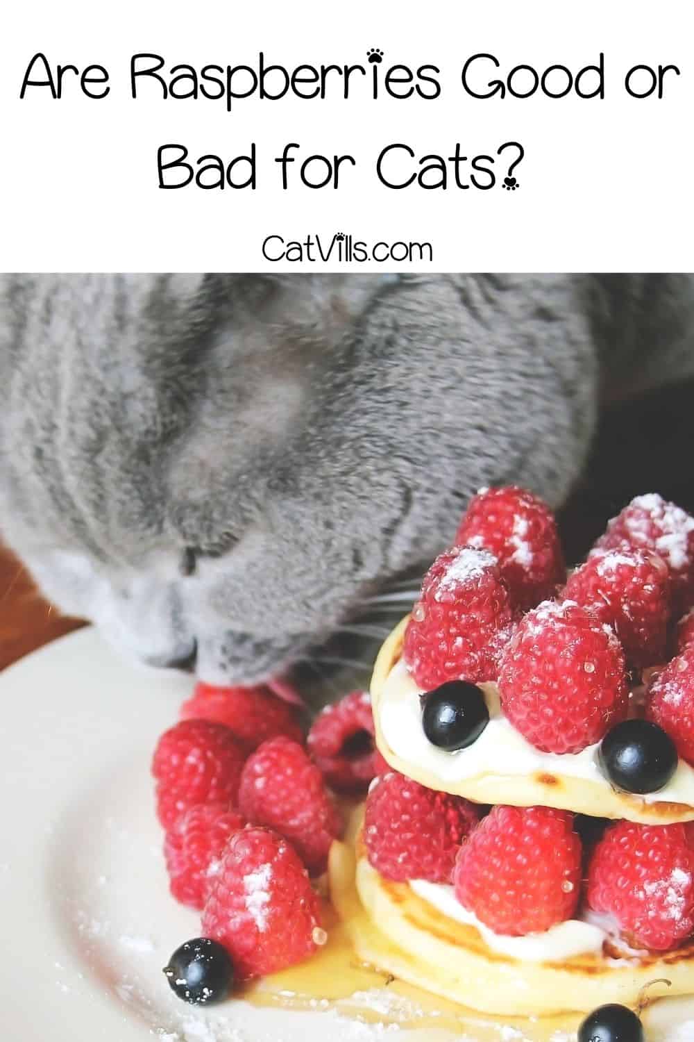 Can Cats Eat Raspberries? Is it Safe or Not? [Vet Explained]