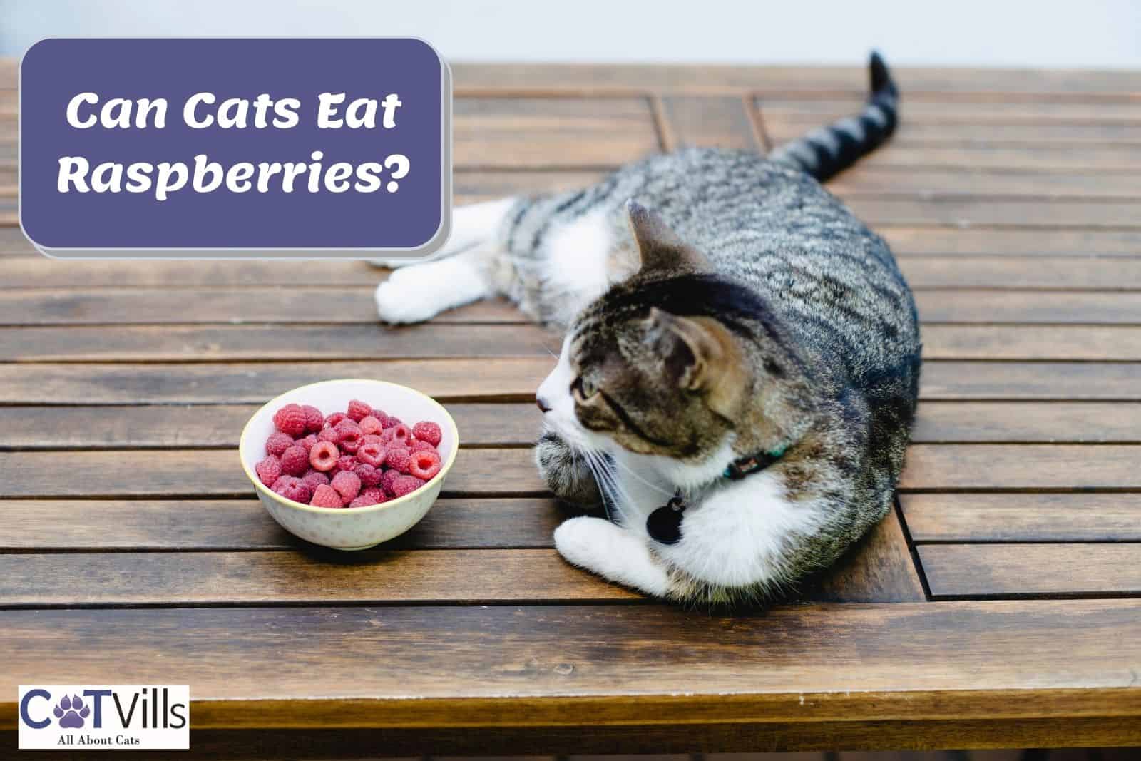 Can Cats Eat Raspberries? Is it Safe or Not? [Vet Explained]