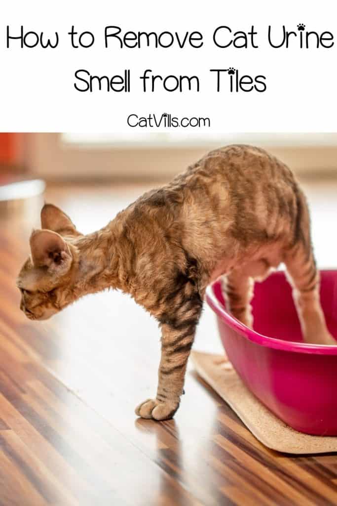 How to Remove Cat Urine Smell from Tile and Grout (5 Steps)