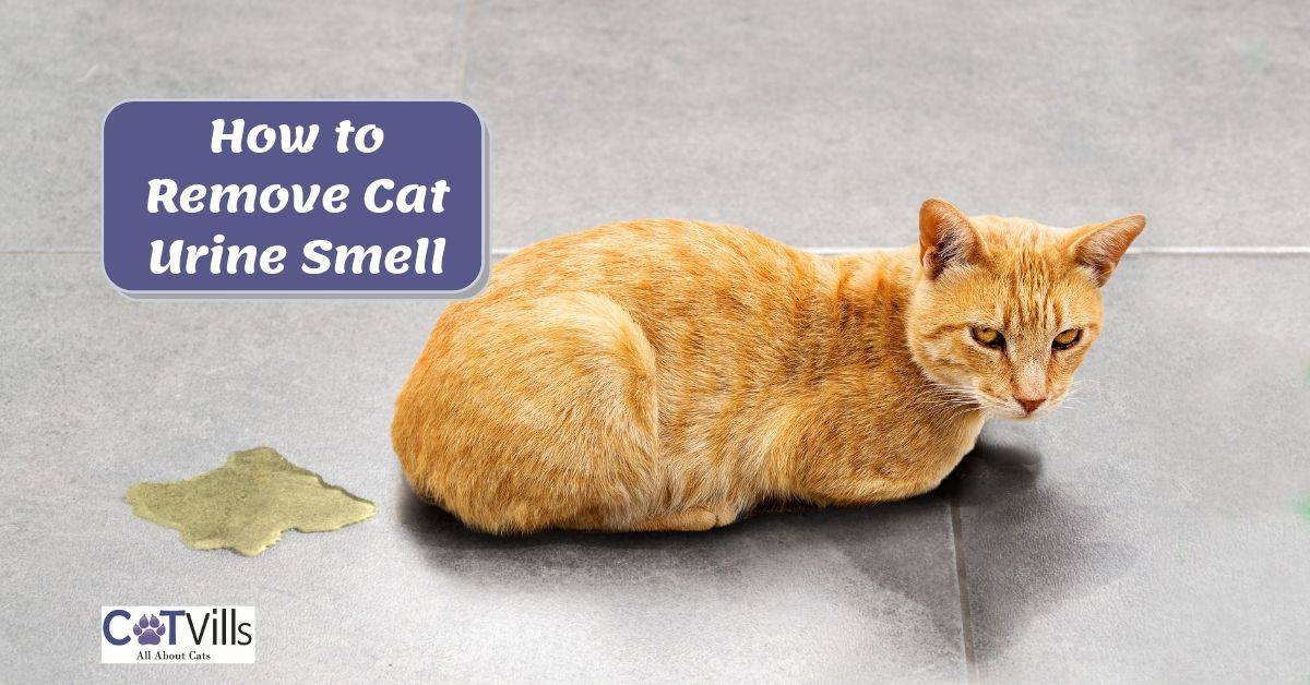 How to Remove Cat Urine Smell from Tile and Grout (5 Steps)