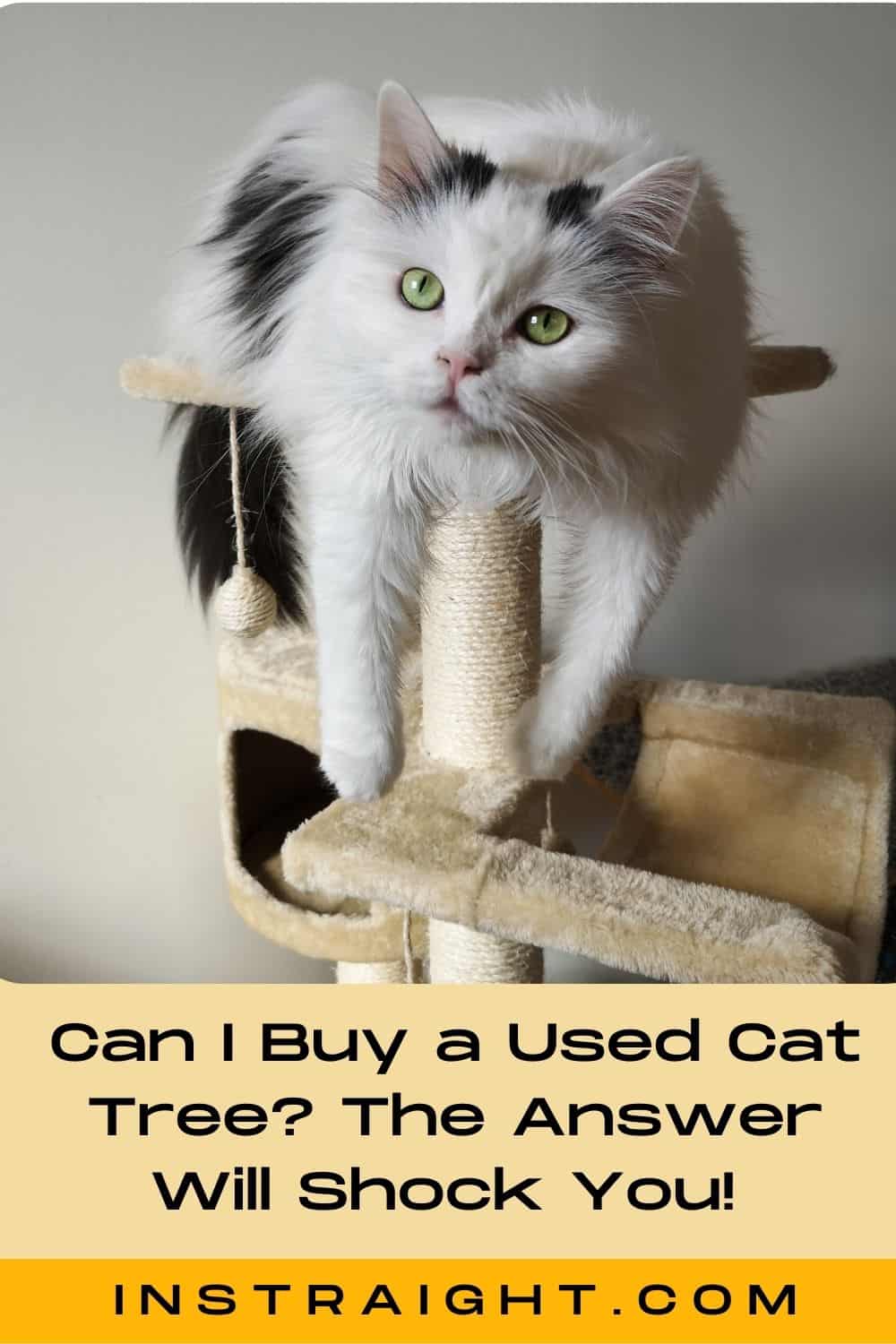 Can I Buy a Used Cat Tree? The Answer Will Shock You!