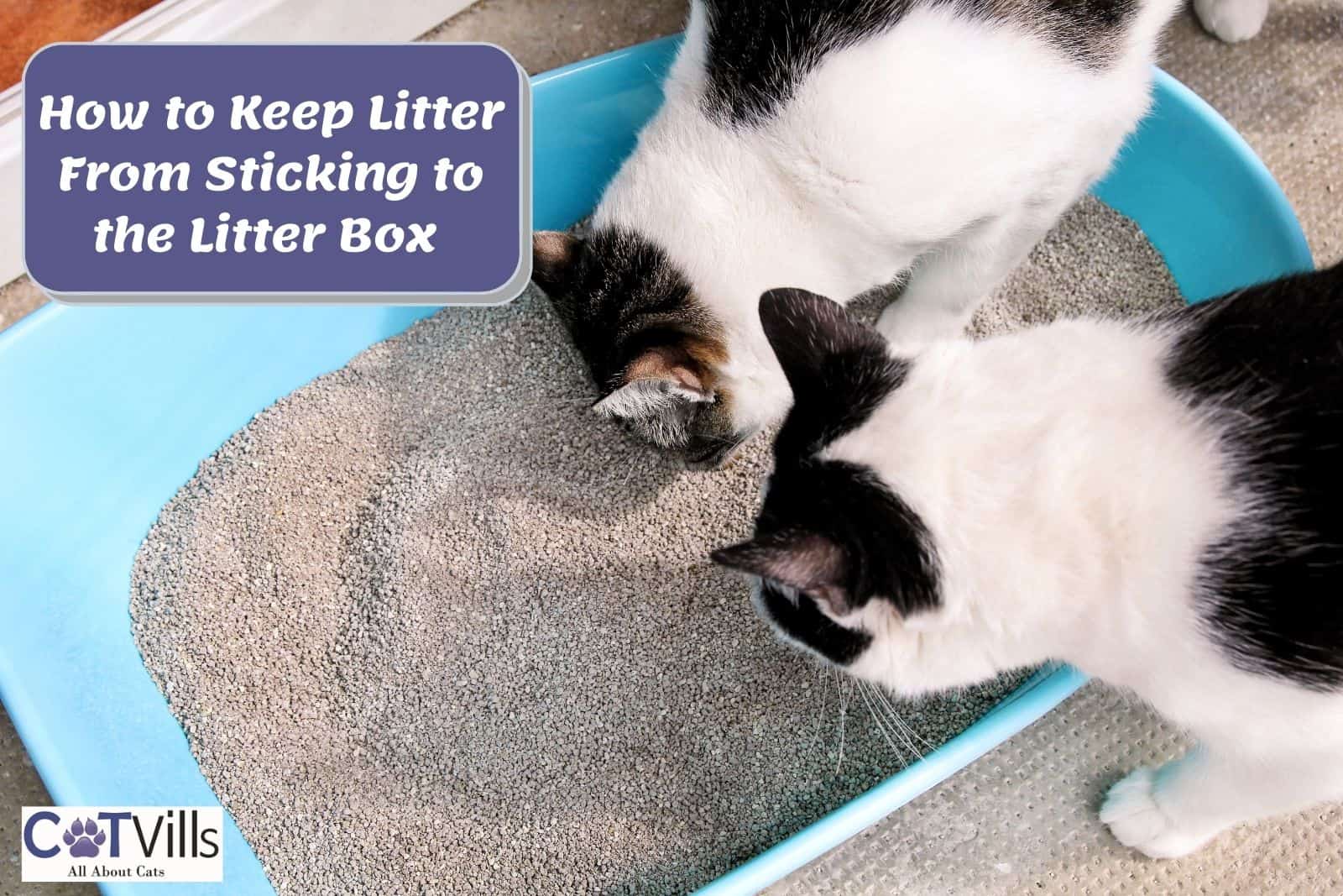 How to Keep Litter from Sticking to the Box (7 SMART Tips)
