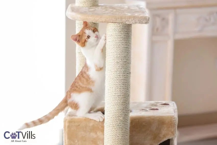 Where To Put Cat Tree? What's The Best Location? [7 Tips]