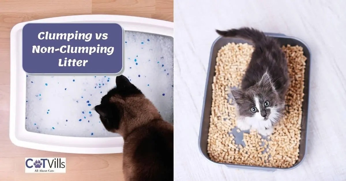 Clumping vs Nonclumping Litter Which is Best for Your Cat?