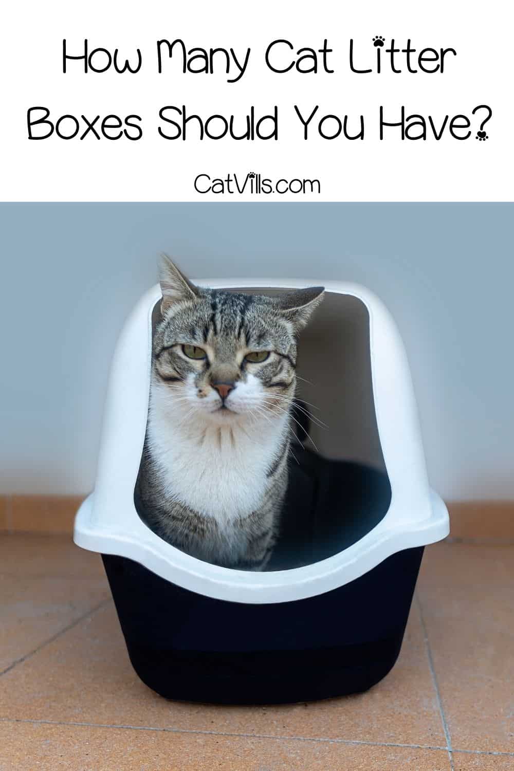 How Many Litter Boxes Should You Have for Multiple Cats?