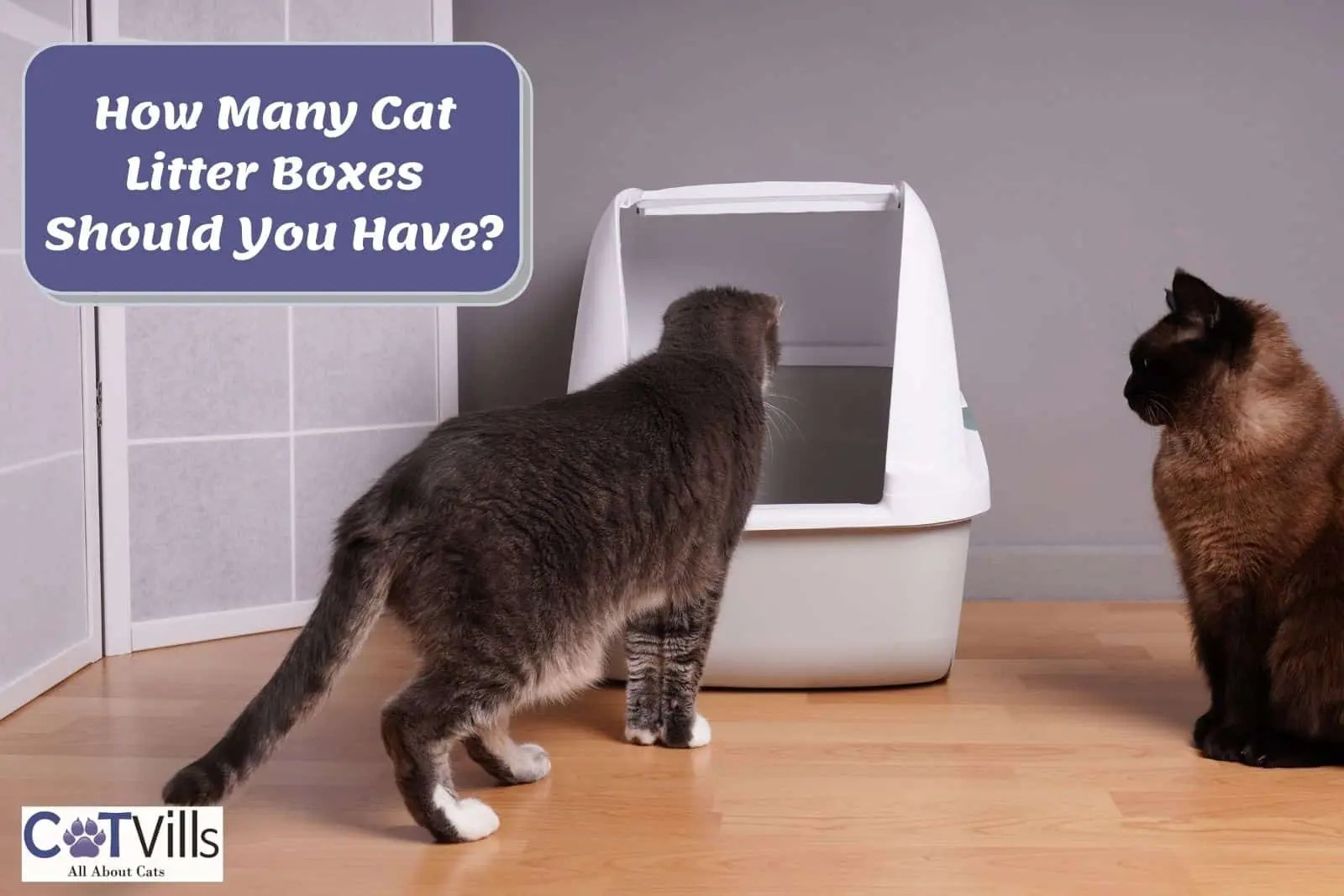 How Many Litter Boxes Should You Have for Multiple Cats?
