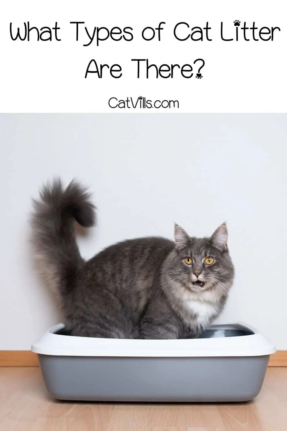 8 Different Types of Cat Litter Explained