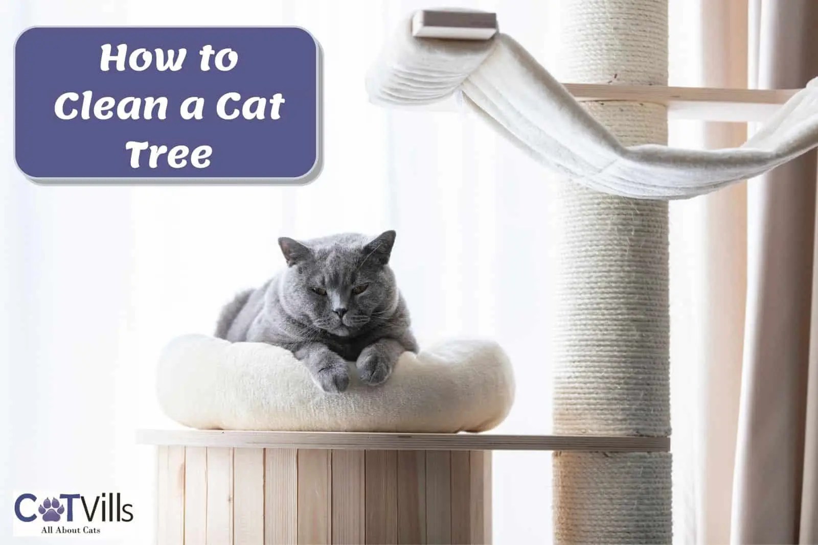 How To Clean a Cat Tree Maintaining Hygiene In 5 Easy Steps