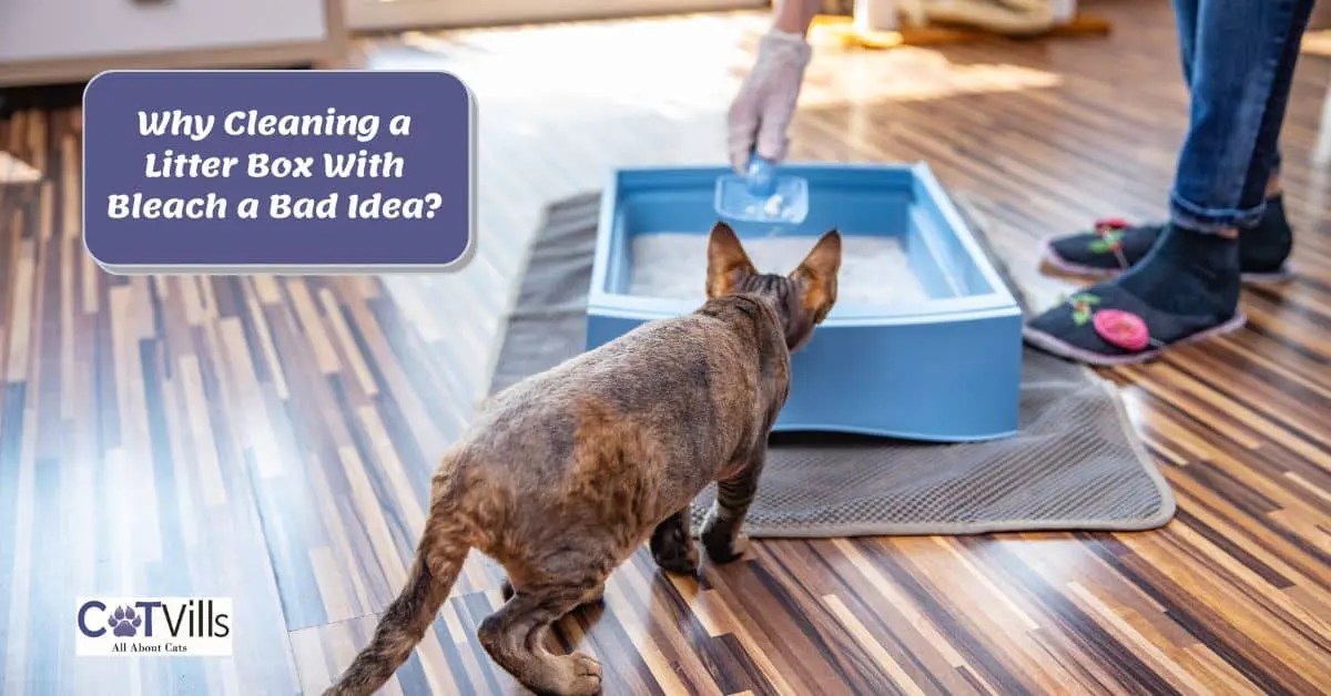 Can You Clean Litter Box With Bleach at Derrick Ford blog