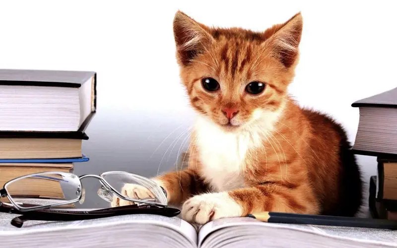 How Smart Are Cats? Understanding Feline Intelligence