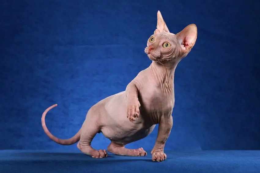 Hairless Cat Names 190 Astonishing Ideas for Your Kitten