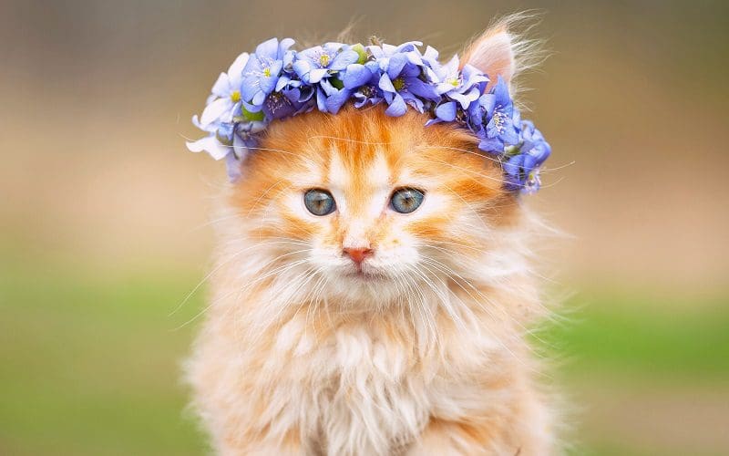 150 Hippie Cat Names for Your Furry Flower Child