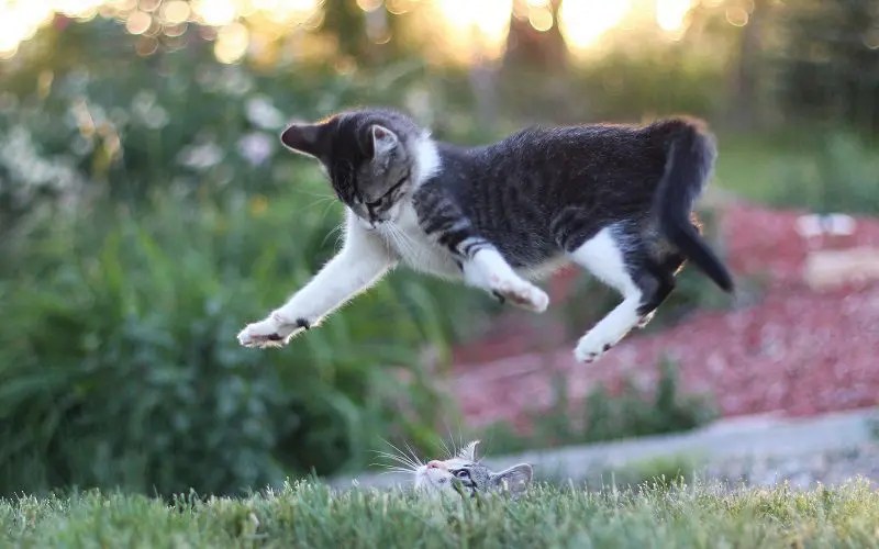 How High Can Cats Jump? Exploring Feline Agility