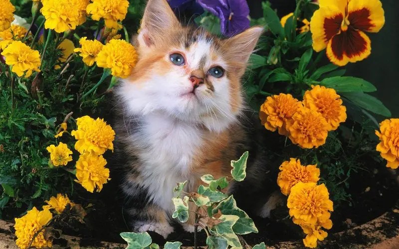 150 Hippie Cat Names for Your Furry Flower Child
