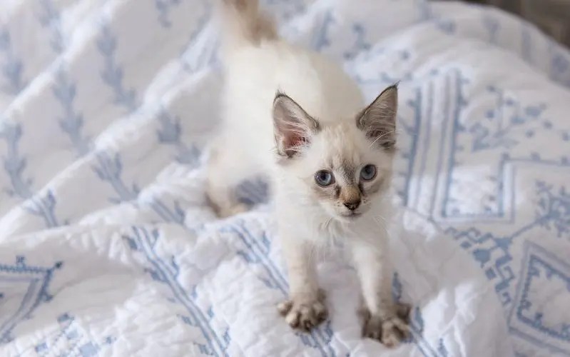 Why Do Cats Knead? Exploring the Most Common Reasons